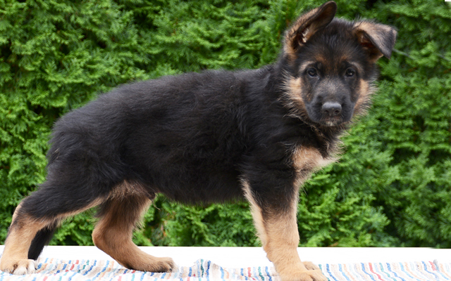 Grey German Shepherd Puppies For Sale : Ruby | German Shepherd Puppy For Sale | Keystone Puppies ..., Sable, and black and tan.
