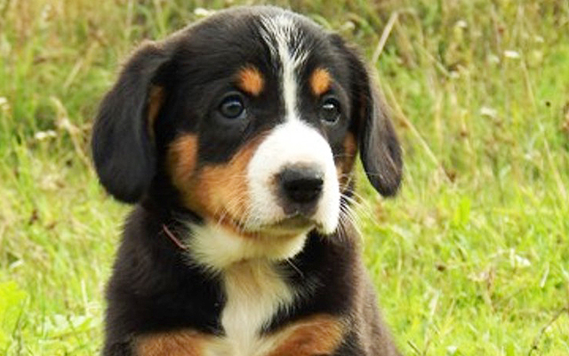 entlebucher black&tan image