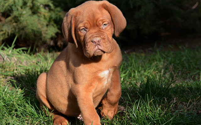 dogue de bordeaux puppy image