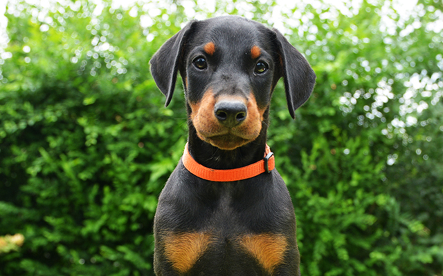 doberman black&tan image