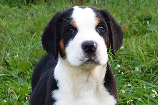 greater swiss mountain dog black and tan puppy image