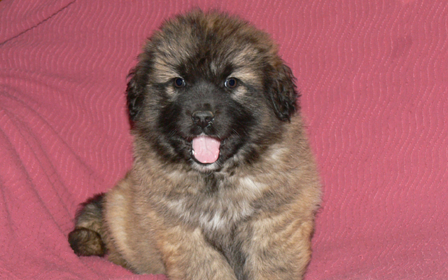 leonberger fawn puppy image