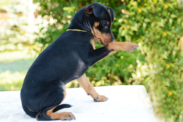 miniature pinscher black&tan image