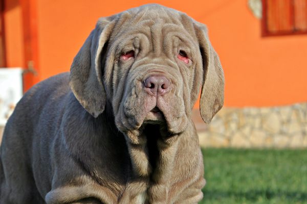 neapolitan mastiff tawny puppy image