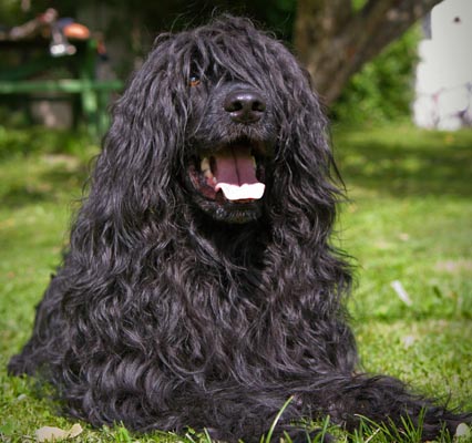 portuguese water dog black image