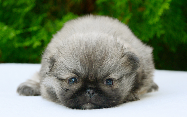 pekingese fawn puppy image