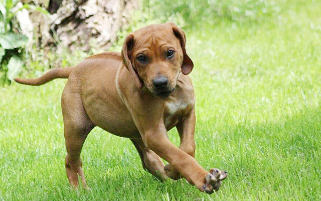 rhodesian ridgeback image