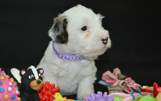 sealyham terrier white puppy image