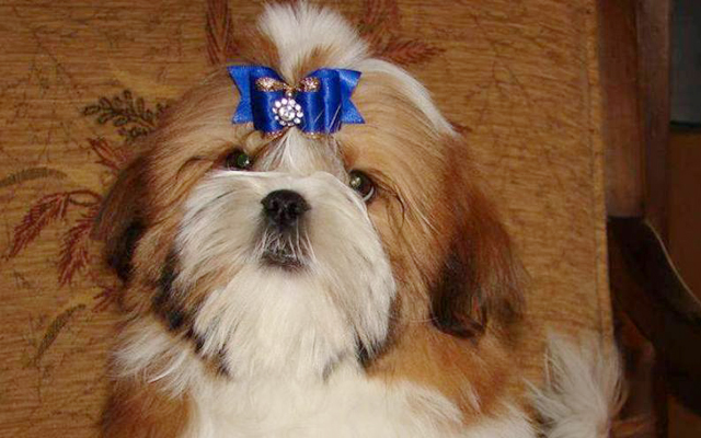 shih-tzu red&white image