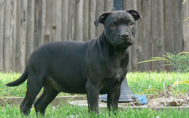 staffordshire bull terrier black image