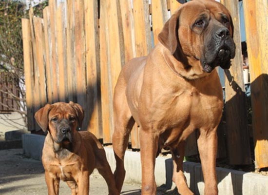 tosa inu red puppy image