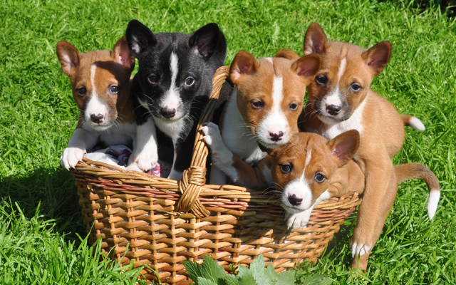 basenji puppies near me