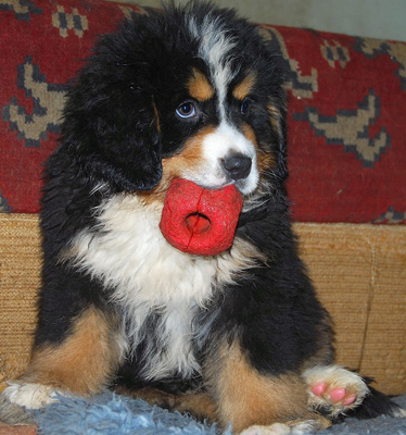 bernese mountain dog black&tan puppy image