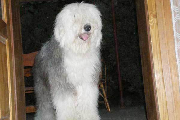 bobtail grey image