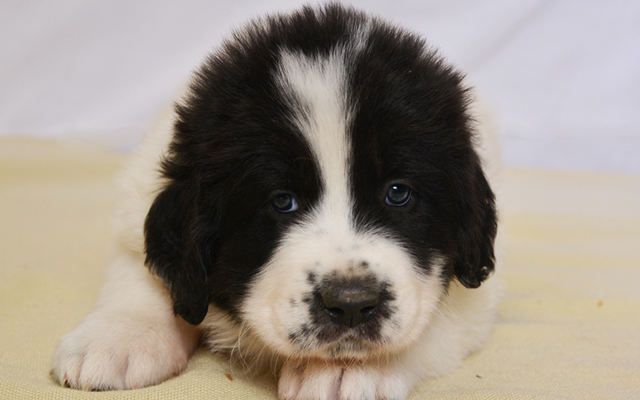 bucovina shepherd white with black marking puppy image
