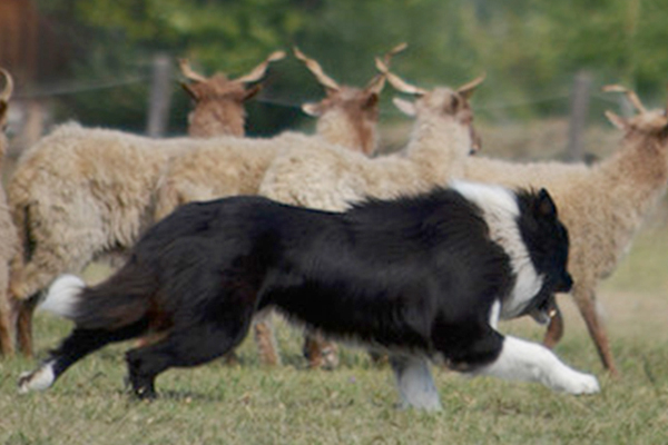 border collie black image