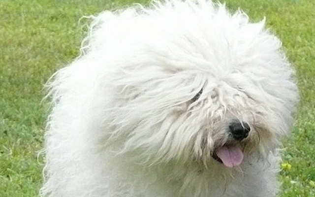 puli white image