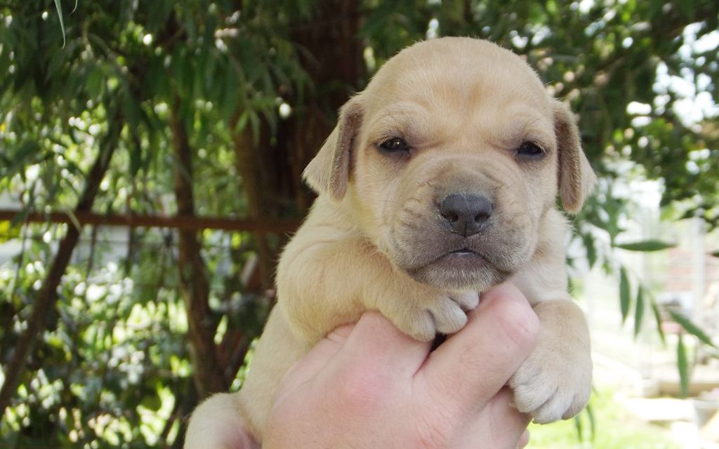 Uruguayan Cimarron fawn puppy Uruguayan Cimarron fawn puppy image