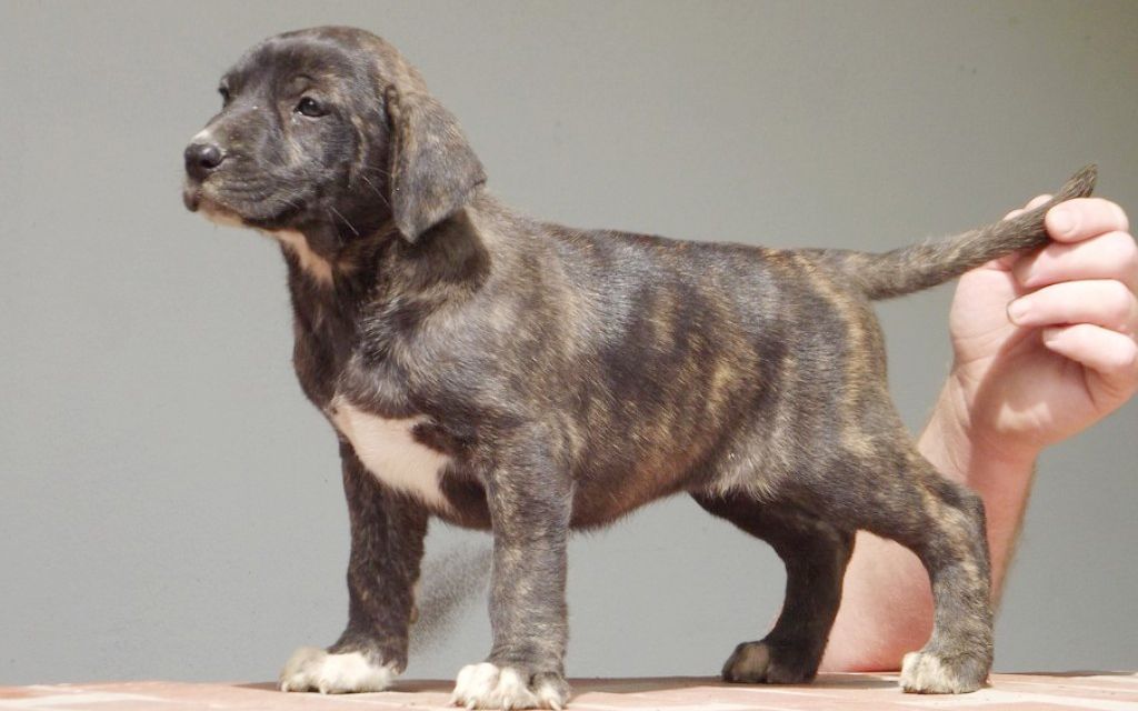 Uruguayan Cimarron brindle puppy Uruguayan Cimarron brindle puppy picture