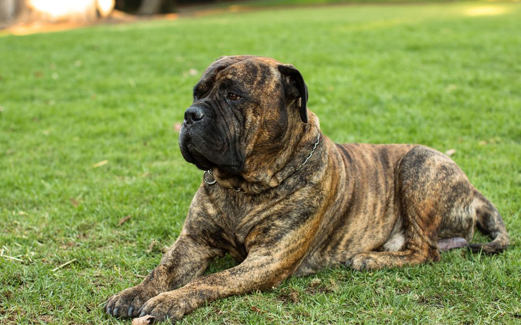 Bullmastiff Breed Dog Breed information & Pictures