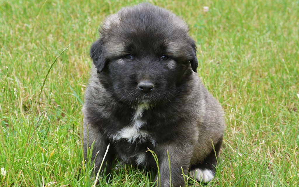 Caucasian Mountain Puppies Breed information &