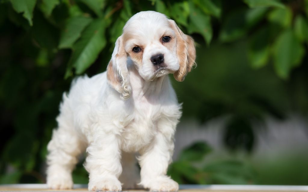 american cocker spaniel puppies