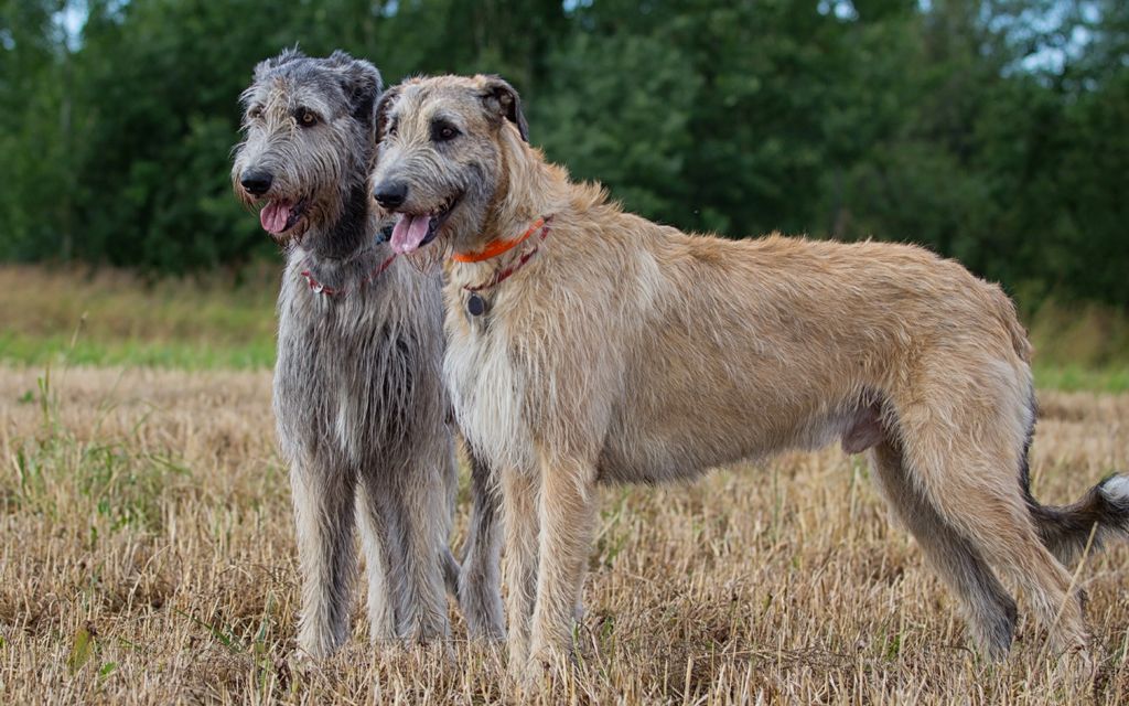 wolfhound irlandes