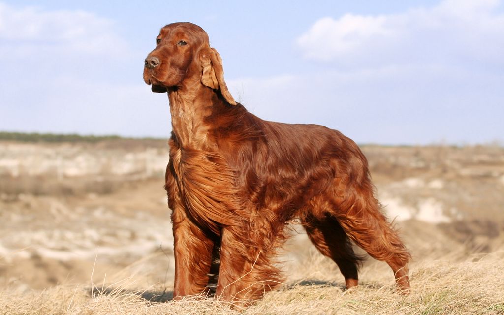 beswick red setter