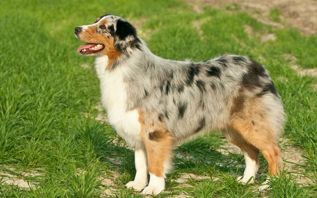 Australian Shepherd Puppies Breed Information Puppies For Sale