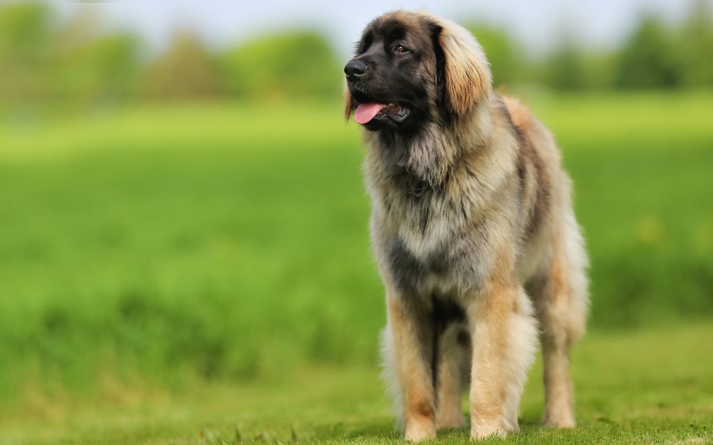 What Dog Breed Looks Just Like Leonberger What Dog Breed Looks Just Like Leonberger