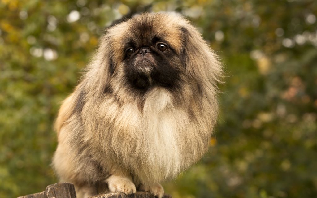 pekingese