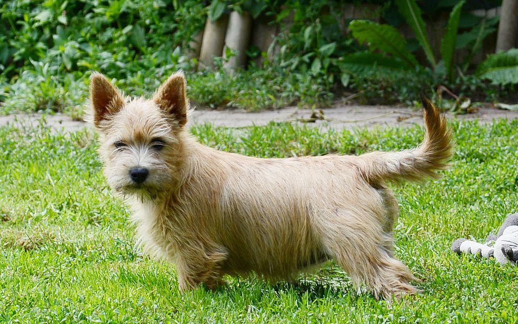 Norwich Terrier Puppies Breed information amp Puppies for Sale