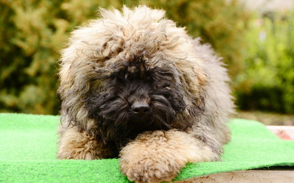 Puli Puppies Breed information & Puppies for Sale