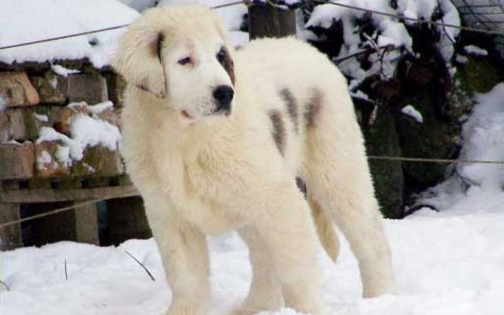 Zentralasiatischer schäferhund