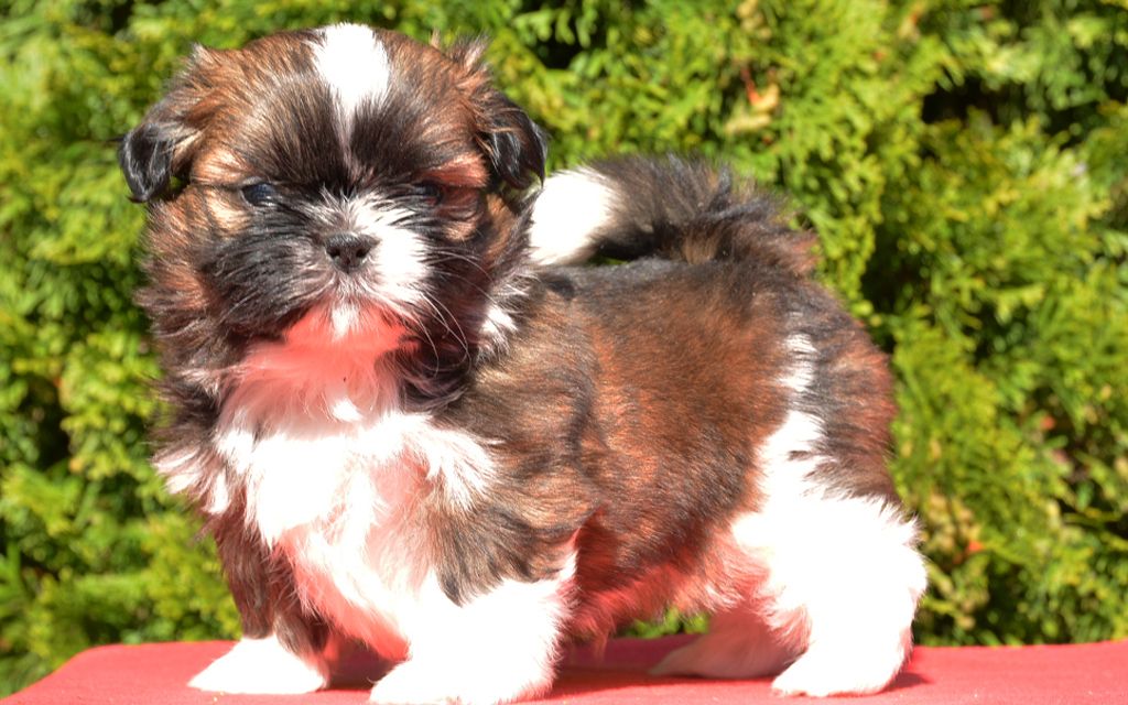 shih tzu temperament spunky shih tzu puppies breed information puppies for sale shih tzu temperament spunky shih tzu puppies breed information puppies for sale