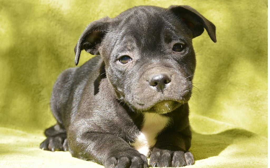 Staffordshire Bull Terrier Puppies Breed information