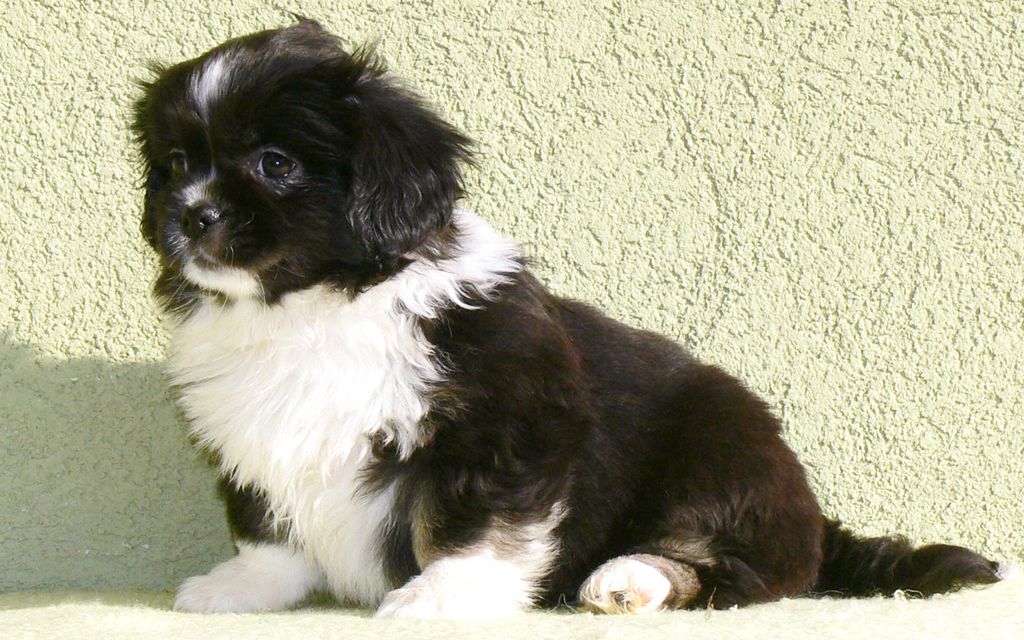 Tibetan Spaniel Puppies Breed information &amp; Puppies for Sale