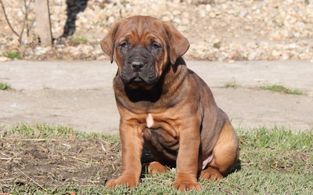 Tosa Inu Puppies Breed information & Puppies for Sale