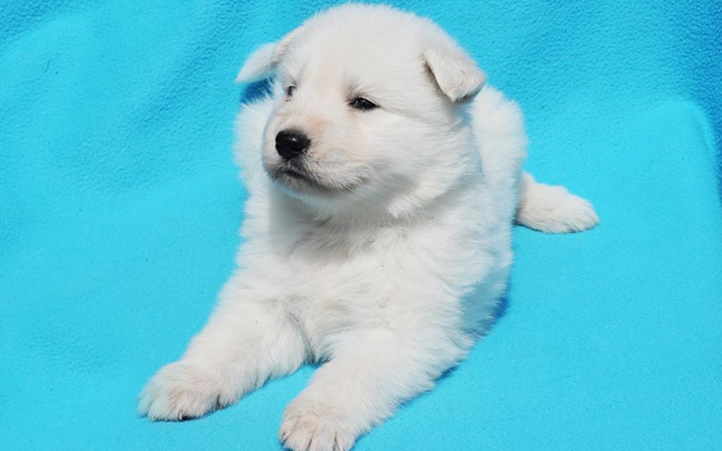 White Swiss Shepherds Puppies Breed Information Puppies For Sale