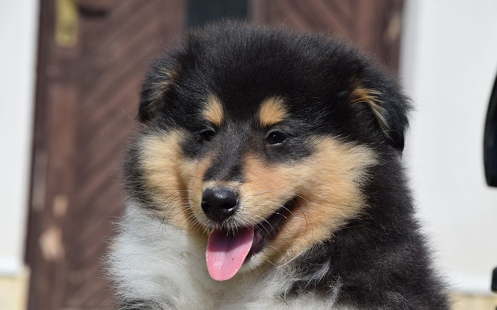 Collie Breed Dog Breed Information Pictures
