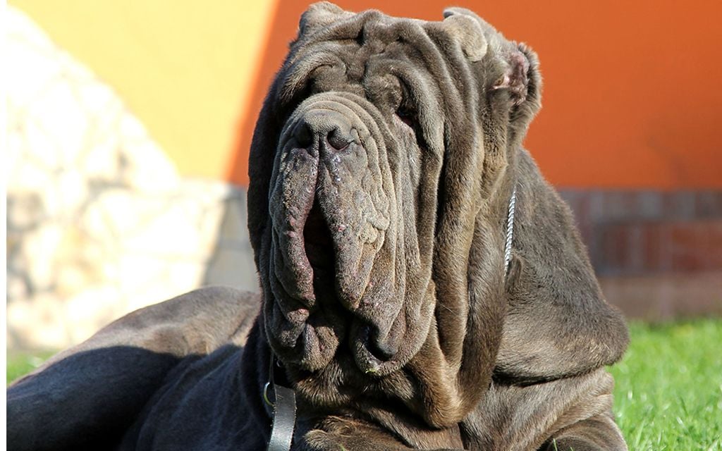 Mastino Neapolitano Breed | Dog Breed information & Pictures