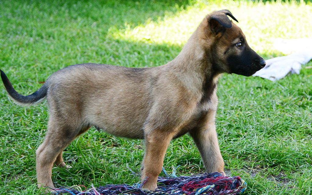 pastor belga malinois puppies