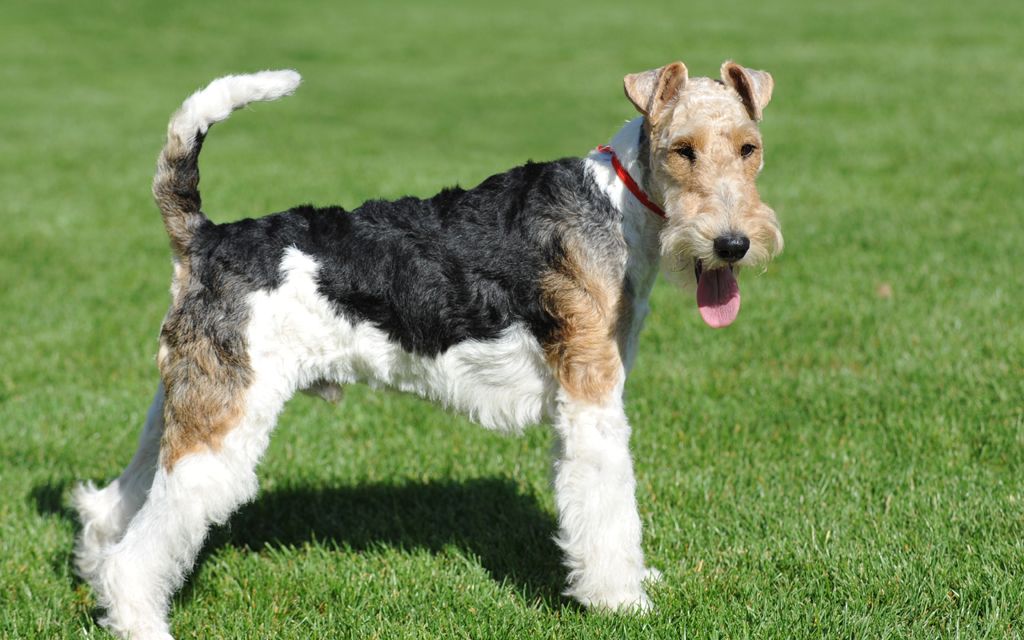 tricolor fox terrier