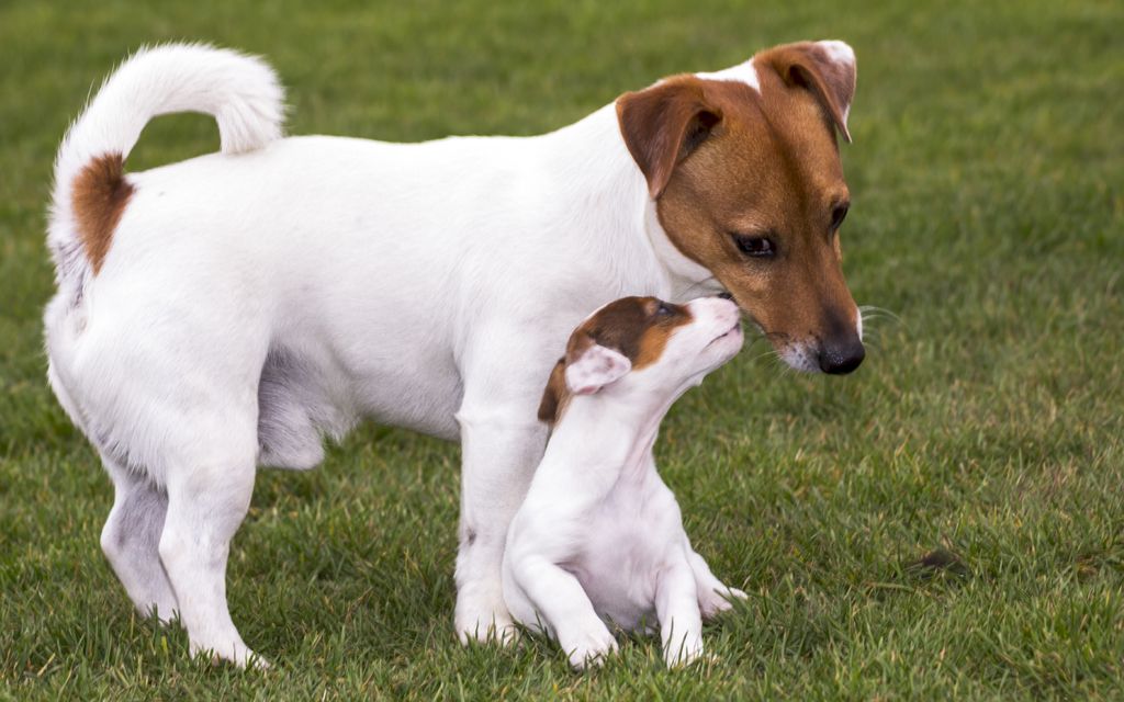 Jack Russell Terrier Puppies Breed Information Puppies For Sale