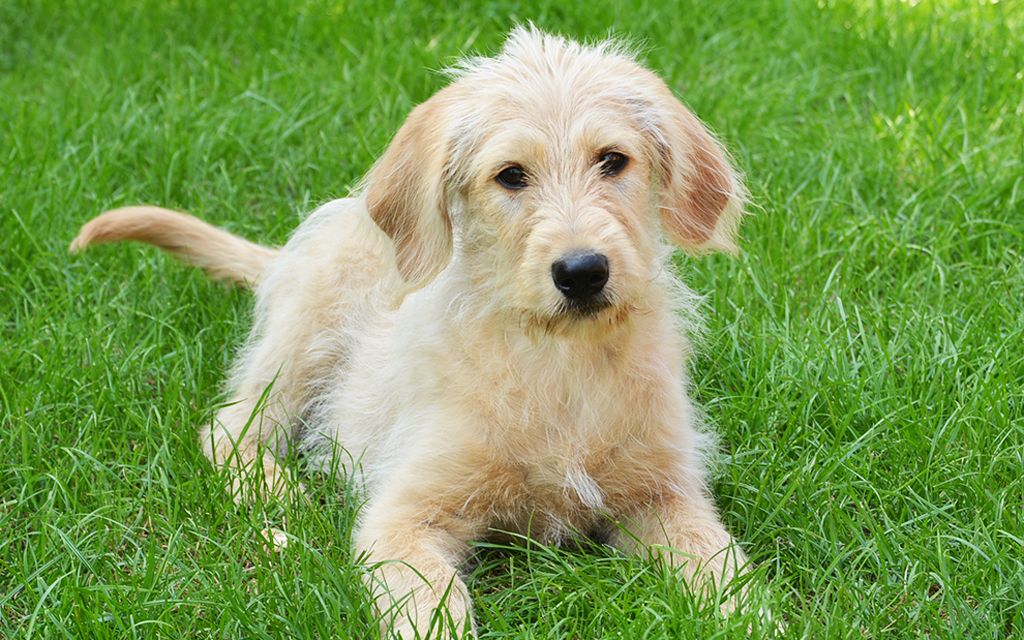 Labradoodle Puppies Breed information & Puppies for Sale