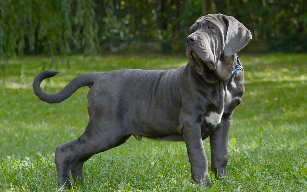 Mastino Neapolitano Breed Dog Breed Information Pictures