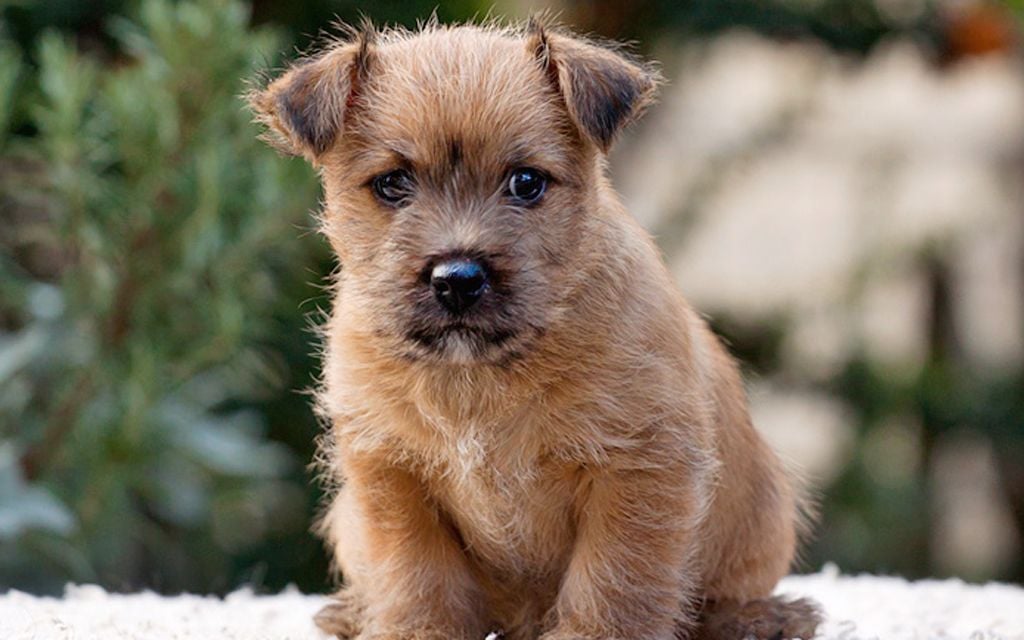 Norwich Terrier Puppies Breed information & Puppies for Sale