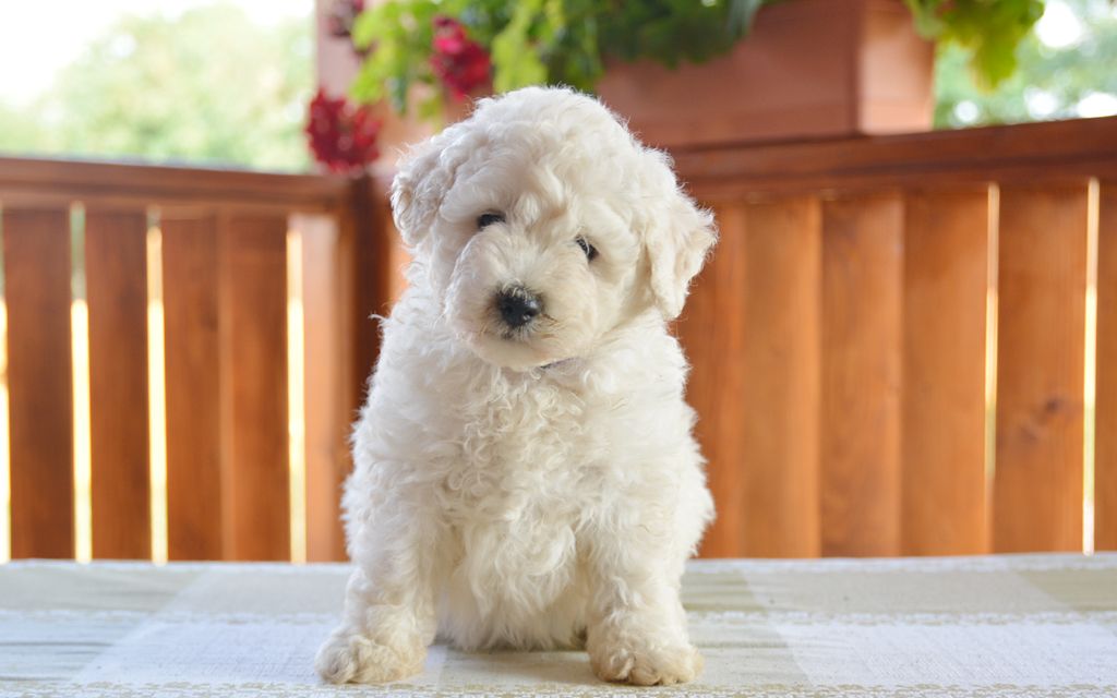 hungarian puli price