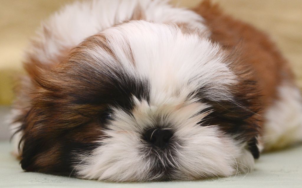 buy shih tzu puppies shih tzu puppies breed information puppies for sale buy shih tzu puppies shih tzu puppies breed information puppies for sale