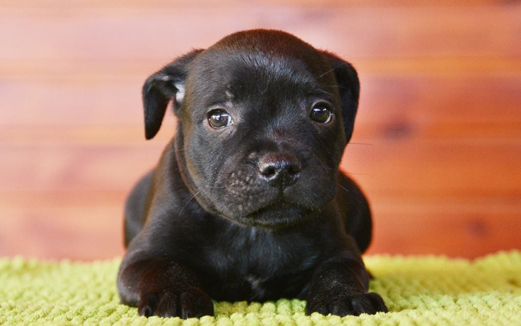 staffordshire mix puppies